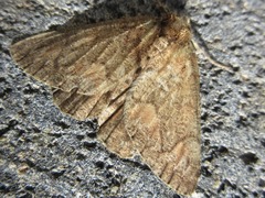 Dindica virescens