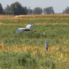 Ardea melanocephala