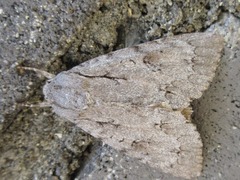 Acronicta major