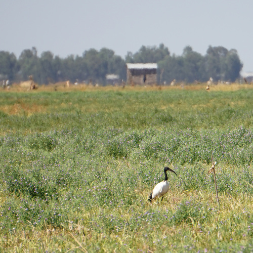 African Sacred Ibis
