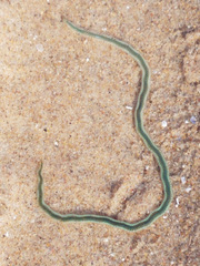 Phyllodocidae