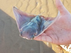 Rhinoptera steindachneri