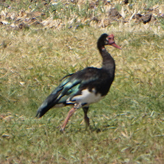 Plectropterus gambensis