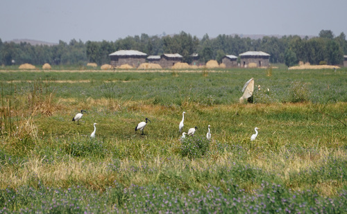 Western Cattle-Egret