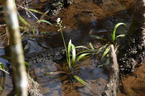 Weatherby's arrowhead (Sagittaria weatherbiana)