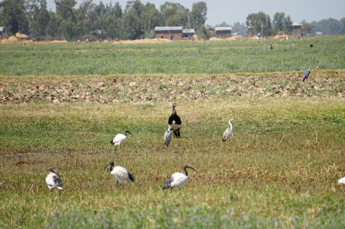 Spur-winged Goose
