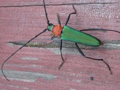 Chloridolum sieversi