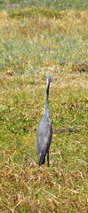 Ardea melanocephala