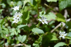 Stellaria corei