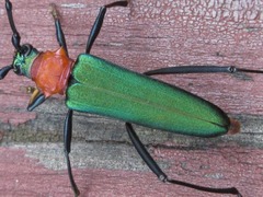 Chloridolum sieversi