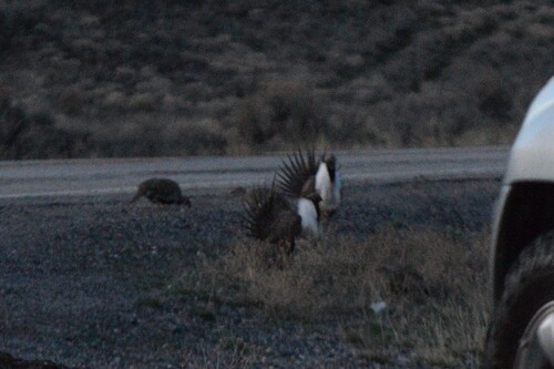Sage Grouse (Centrocercus urophasianus), photo 3