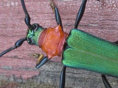 Chloridolum sieversi