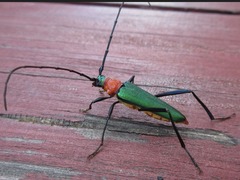 Chloridolum sieversi