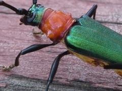 Chloridolum sieversi