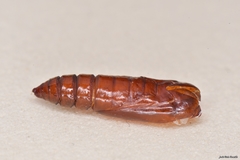 Depressaria daucella