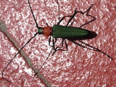 Chloridolum sieversi