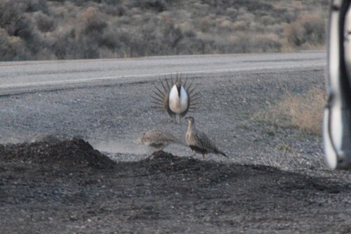 Sage Grouse (Centrocercus urophasianus), photo 9