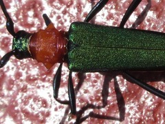 Chloridolum sieversi