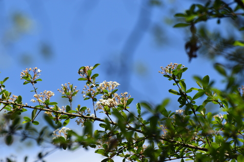 Walter's Viburnum (Viburnum obovatum)