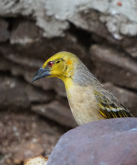 Ploceus cucullatus