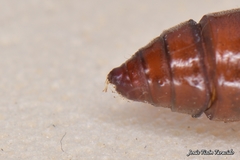 Depressaria daucella