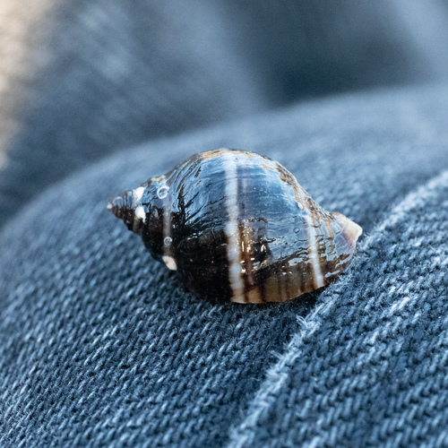 Nucella lapillus