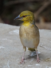Ploceus cucullatus