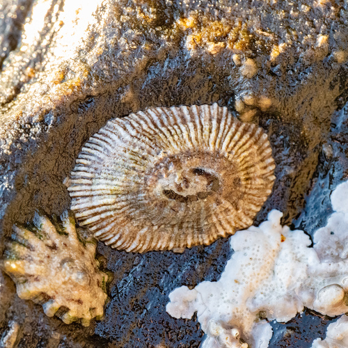 Siphonaria pectinata