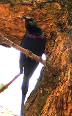 Nectariniidae