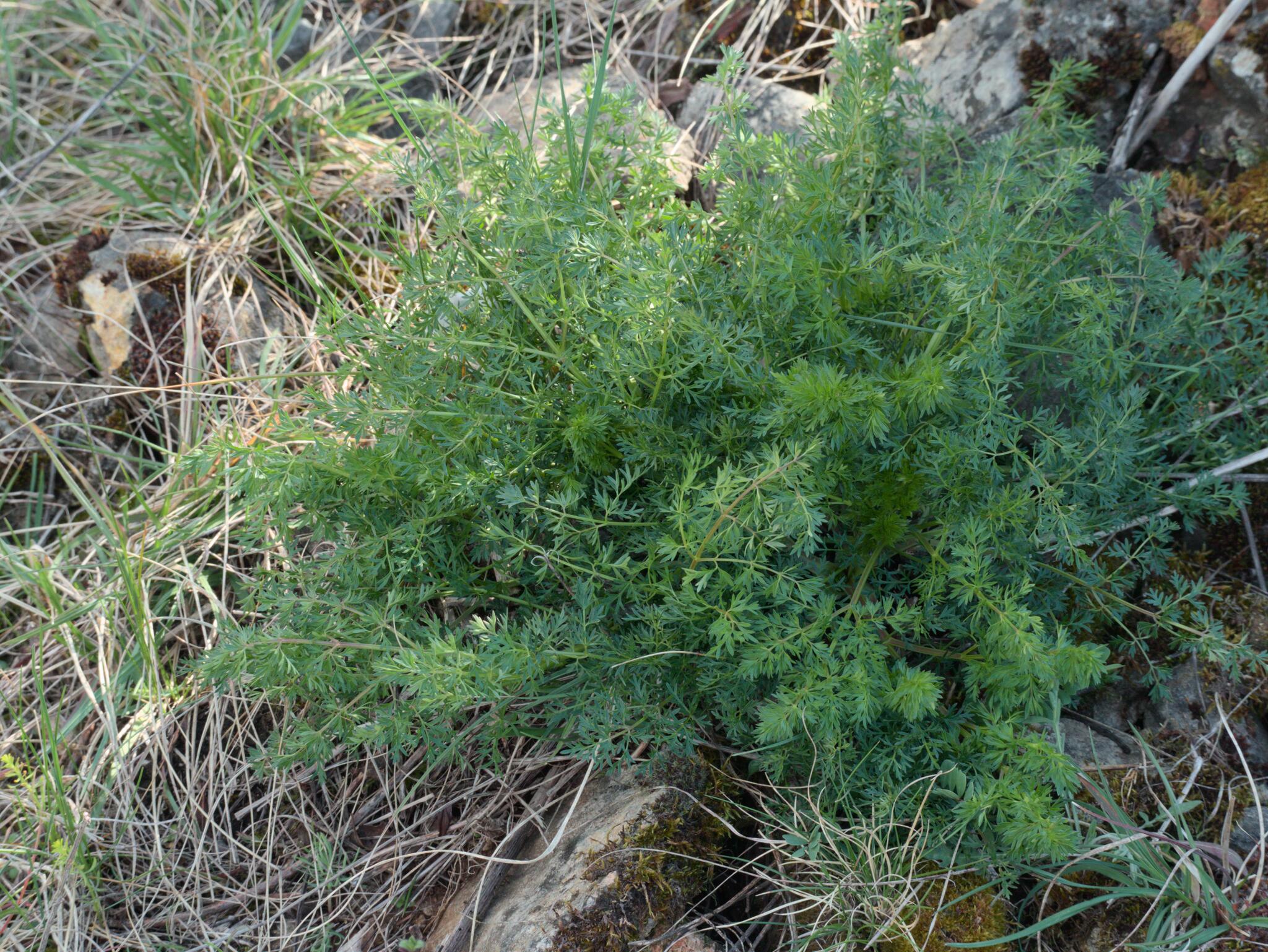 Alsatian Hog's Fennel (Peucedanum alsaticum)