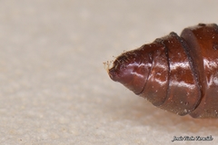 Depressaria daucella