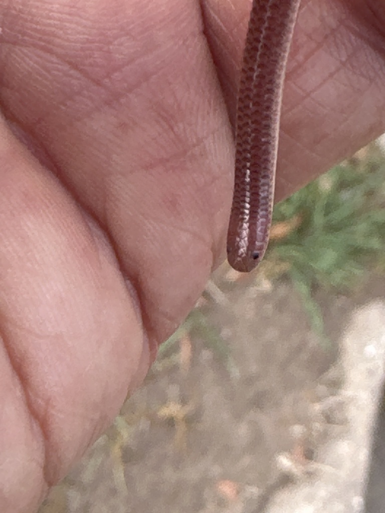 Leptotyphlopidae