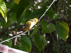 Ploceus cucullatus