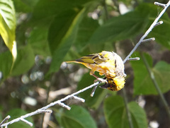 Ploceus cucullatus