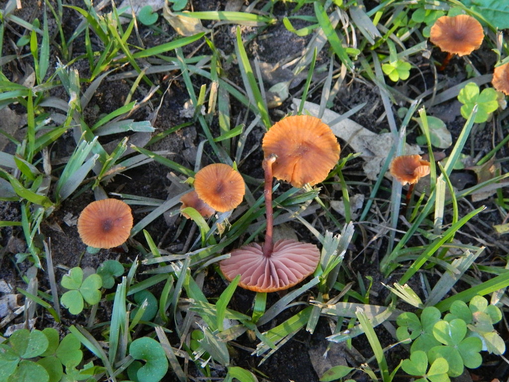 Laccaria laccata · June 2016 · photo: © elbeltrocco (iNaturalist, cc-by)