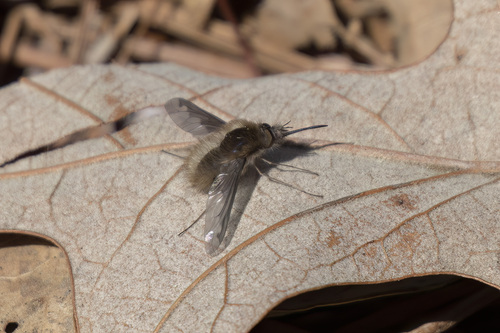 Unknown species found near Virginia, US