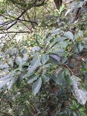 Turpinia ternata