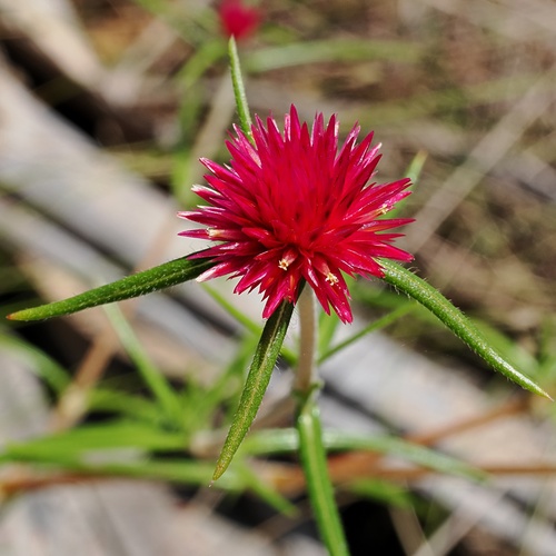 bachelors buttons (Gomphrena canescens)