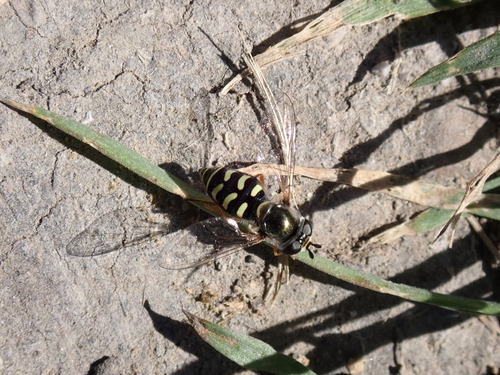 Unknown species found near San Mateo County, CA, USA