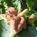 Horned Gall Aphid - Photo (c) onidiras-iNaturalist, some rights reserved (CC BY-NC), uploaded by onidiras-iNaturalist