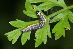 Depressaria daucella