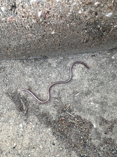 Texas Blind Snake