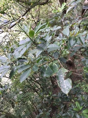 Turpinia ternata