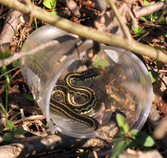 Thamnophis sirtalis annectens