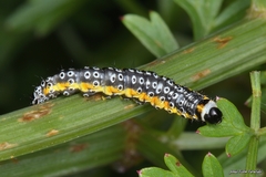 Depressaria daucella