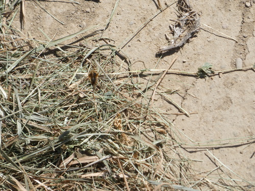 Unknown species found near Pescadero, CA, USA
