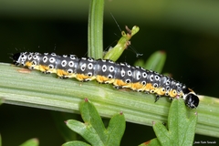 Depressaria daucella