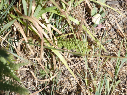 Unknown species found near Pescadero, CA, USA
