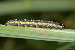 Depressaria daucella