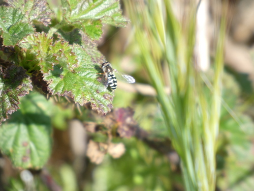 Unknown species found near Pescadero, CA, USA